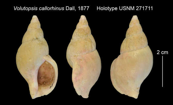 صورة Plicifusus rodgersi (Gould 1860)