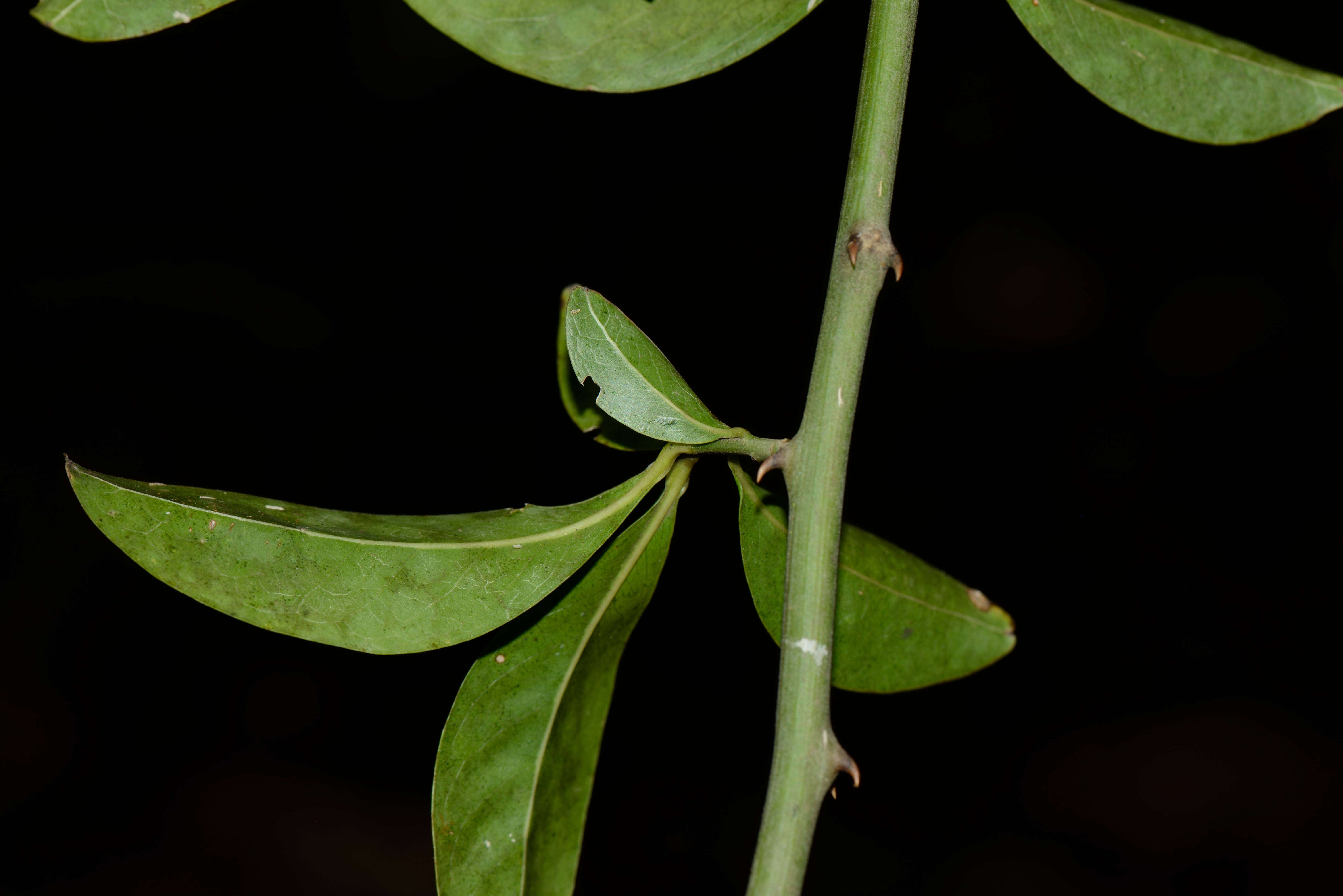 Image of Seguieria Loefl.