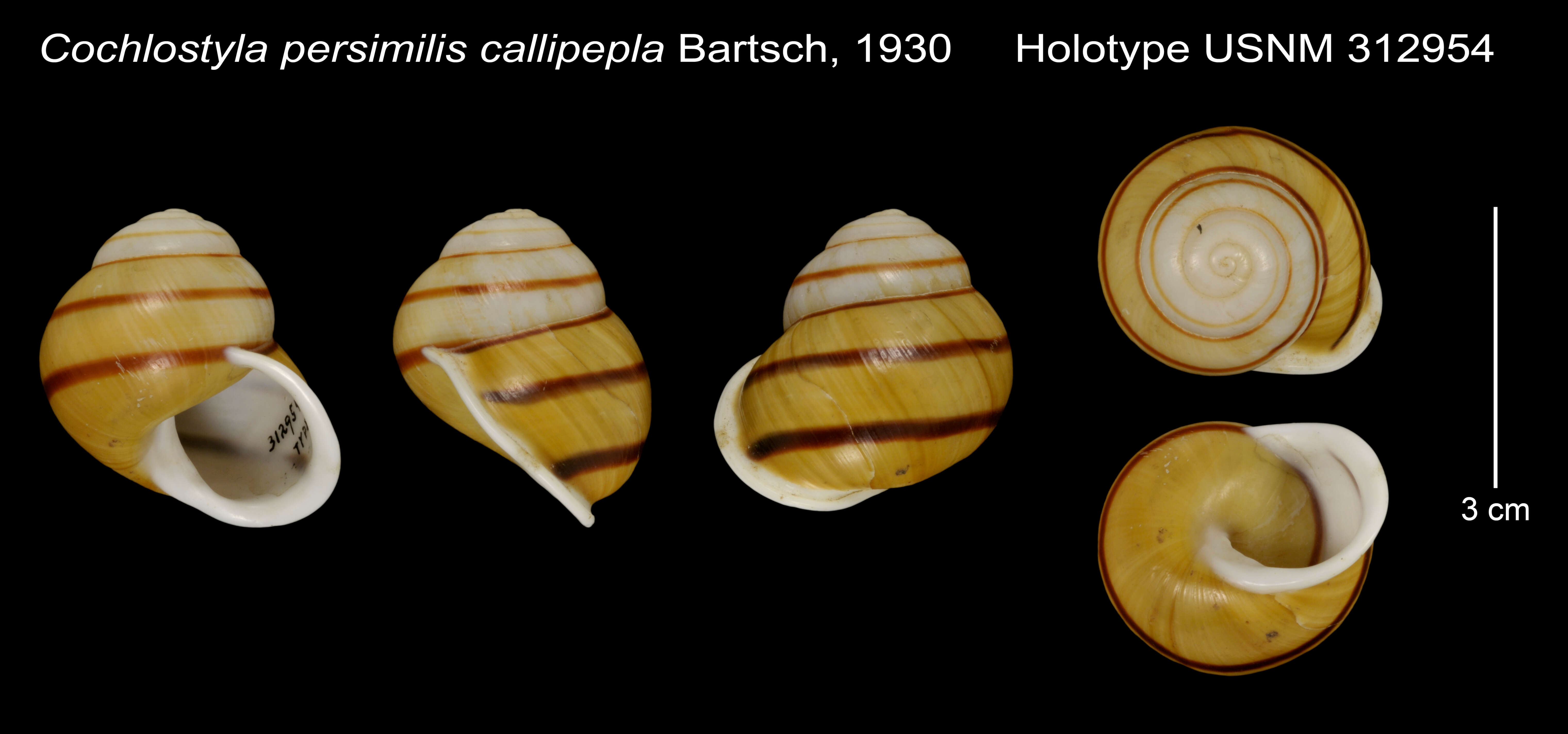 Image de Cochlostyla persimilis callipepla Bartsch