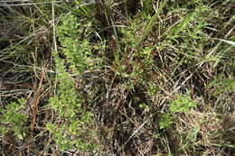 Image of hairy pinweed