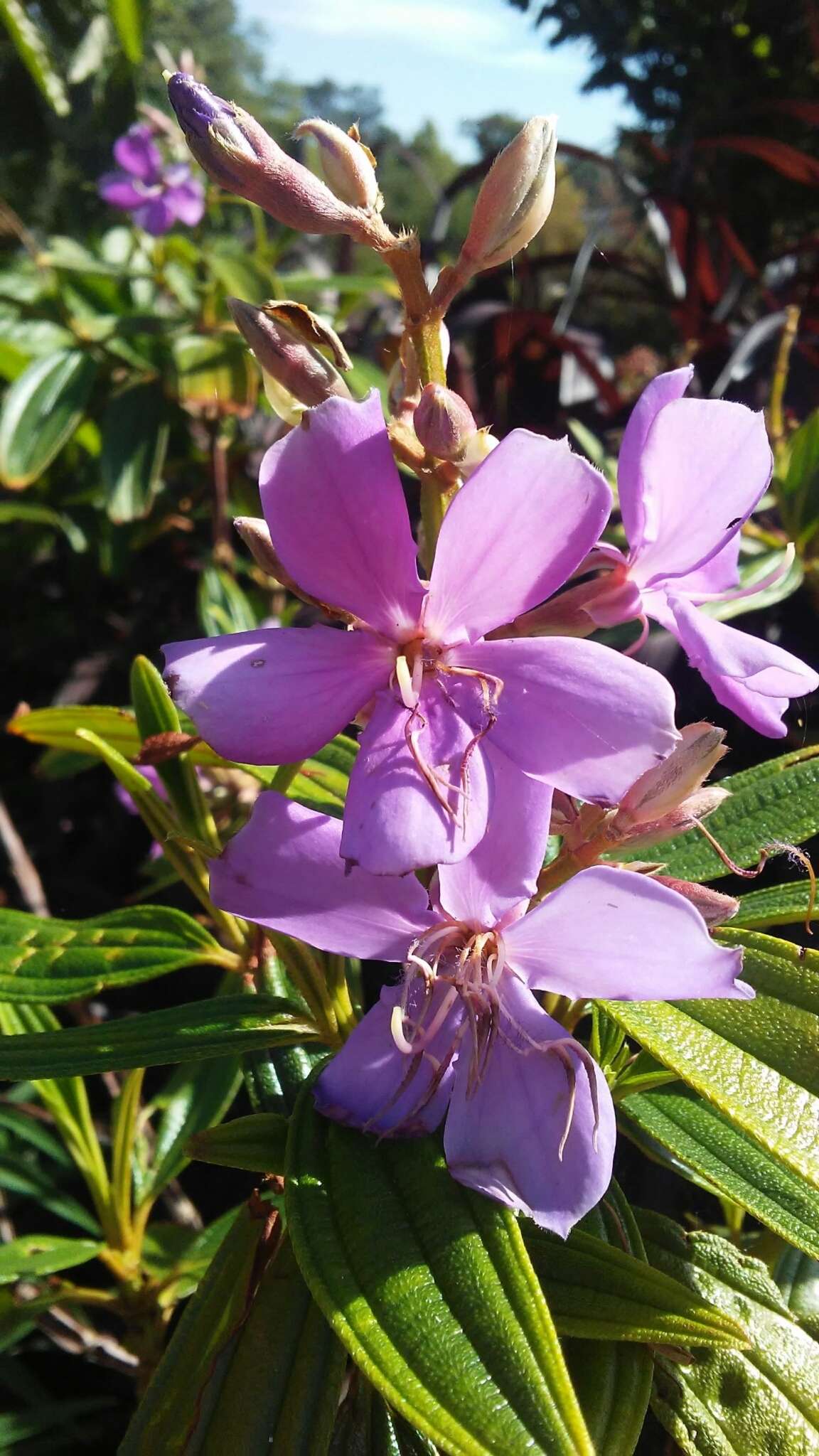 Image of Brazilian glorytree