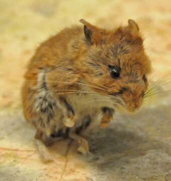 Image of Deer Mouse