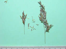 Plancia ëd Agrostis gigantea Roth