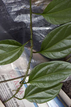 Image of Fevillea passiflora Vell.
