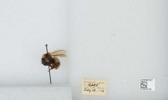 Image de Bombus balteatus Dahlbom 1832