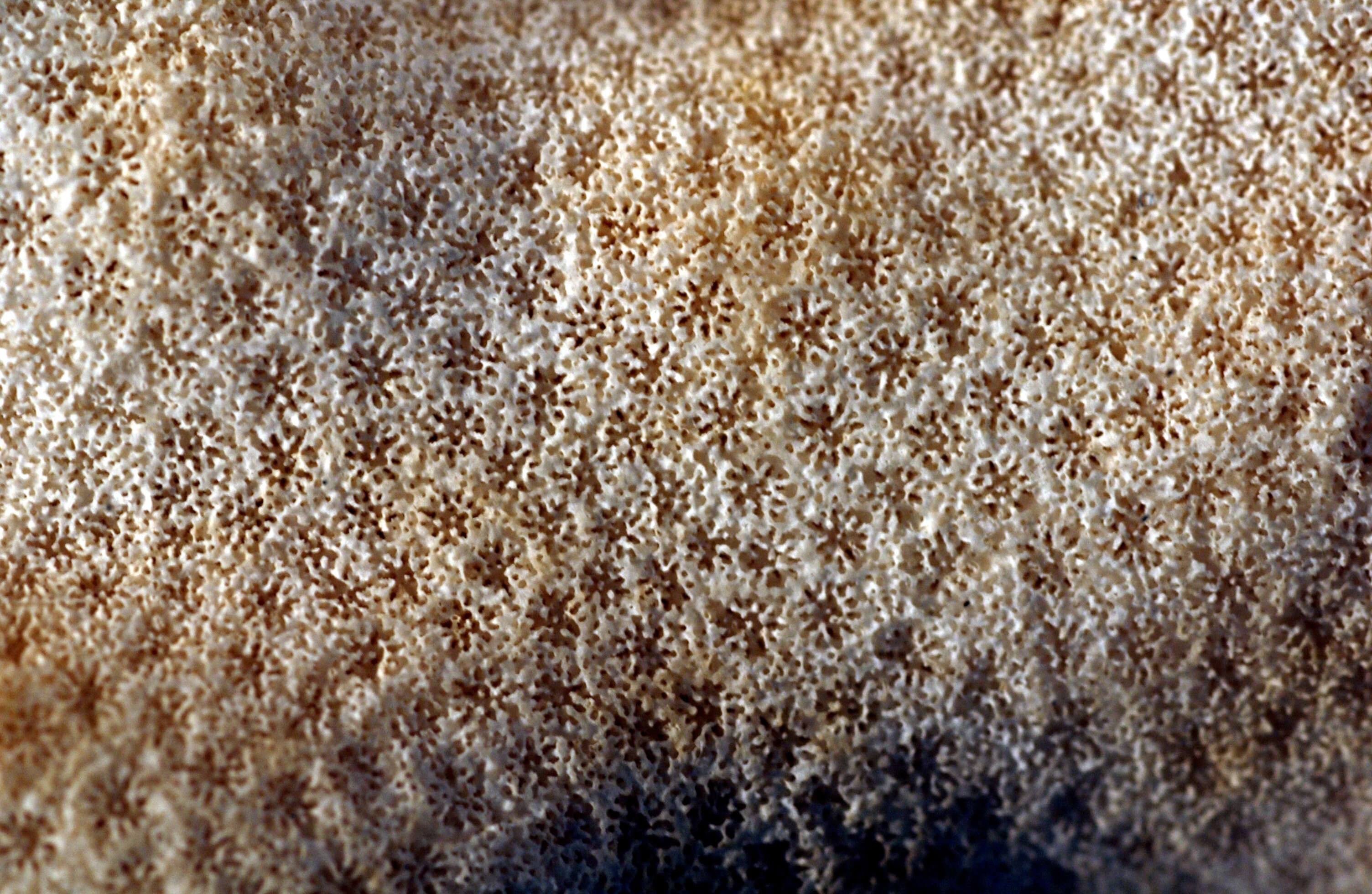 Image of Porites nigrescens var. mucronata Dana 1846