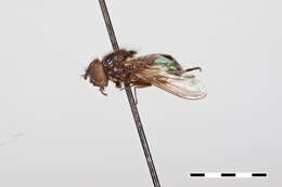 Image of Cartosyrphus idahoa Shannon