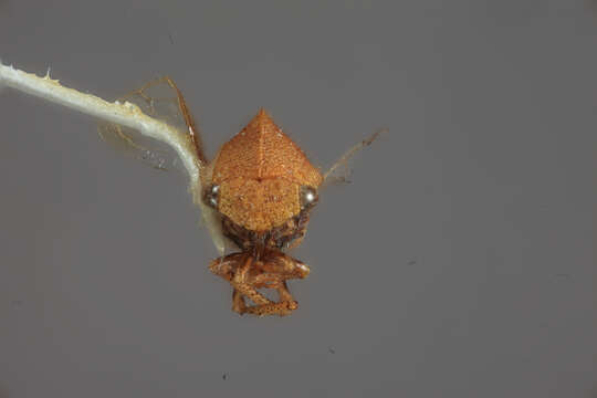 Image of Amastris panamensis Broomfield 1976