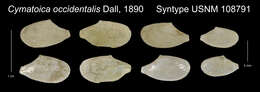 Image of Cymatoica Dall 1889
