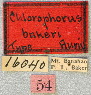 Chlorophorus bakeri Aurivillius 1922 resmi