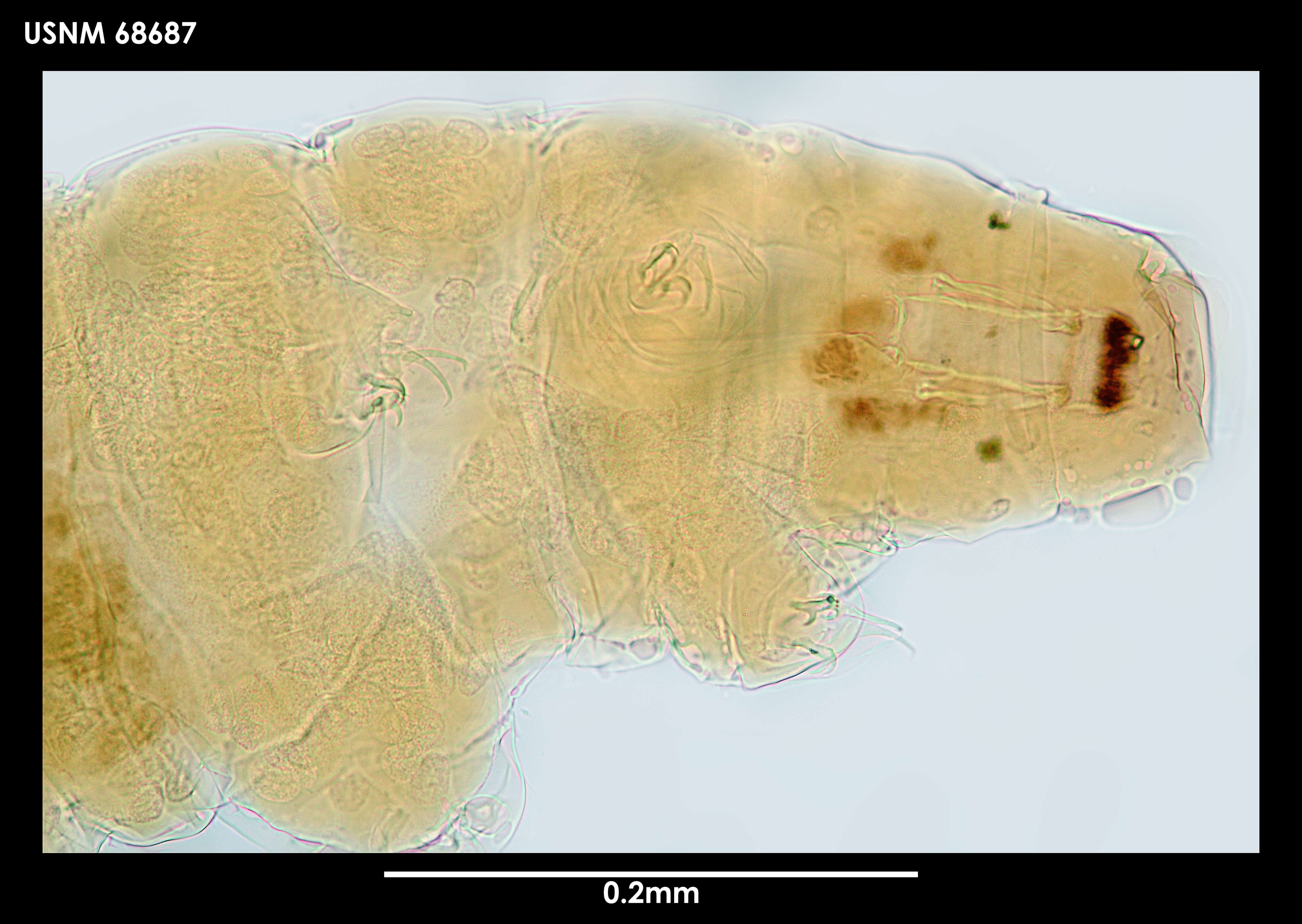 Imagem de Milnesium tardigradum Doyère 1840