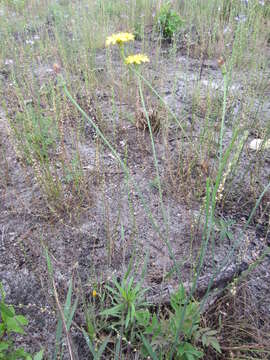 Image of Hairy Cat's-Ear