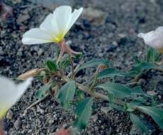 Imagem de Oenothera deltoides subsp. ambigua (S. Wats.) W. Klein