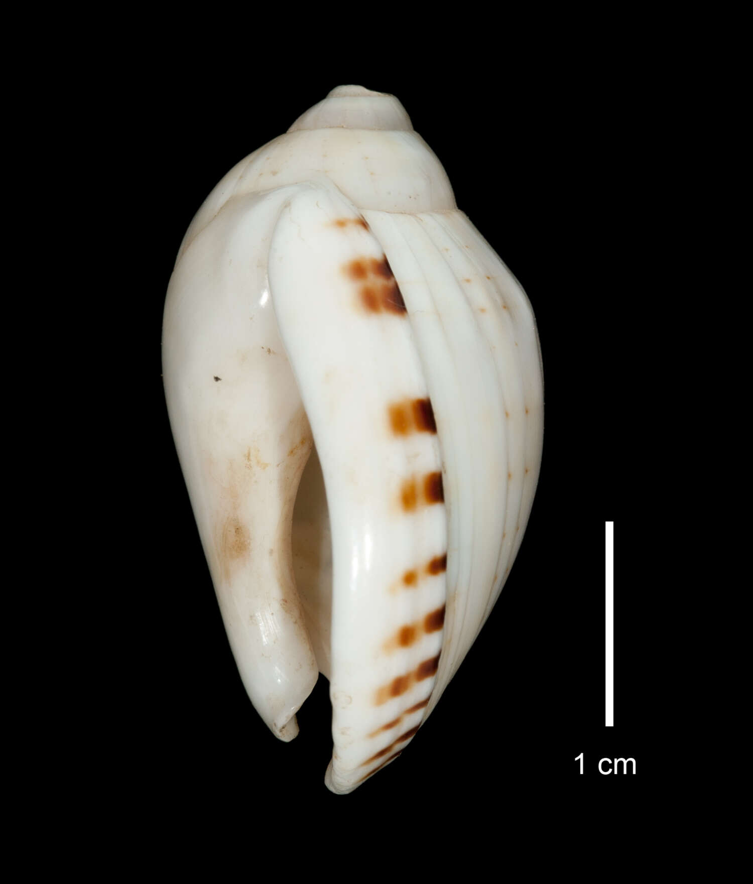 Image of Casmaria erinaceus (Linnaeus 1758)