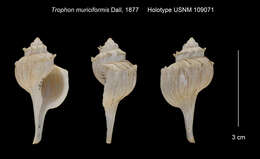 Image of Trophon muriciformis Dall 1887