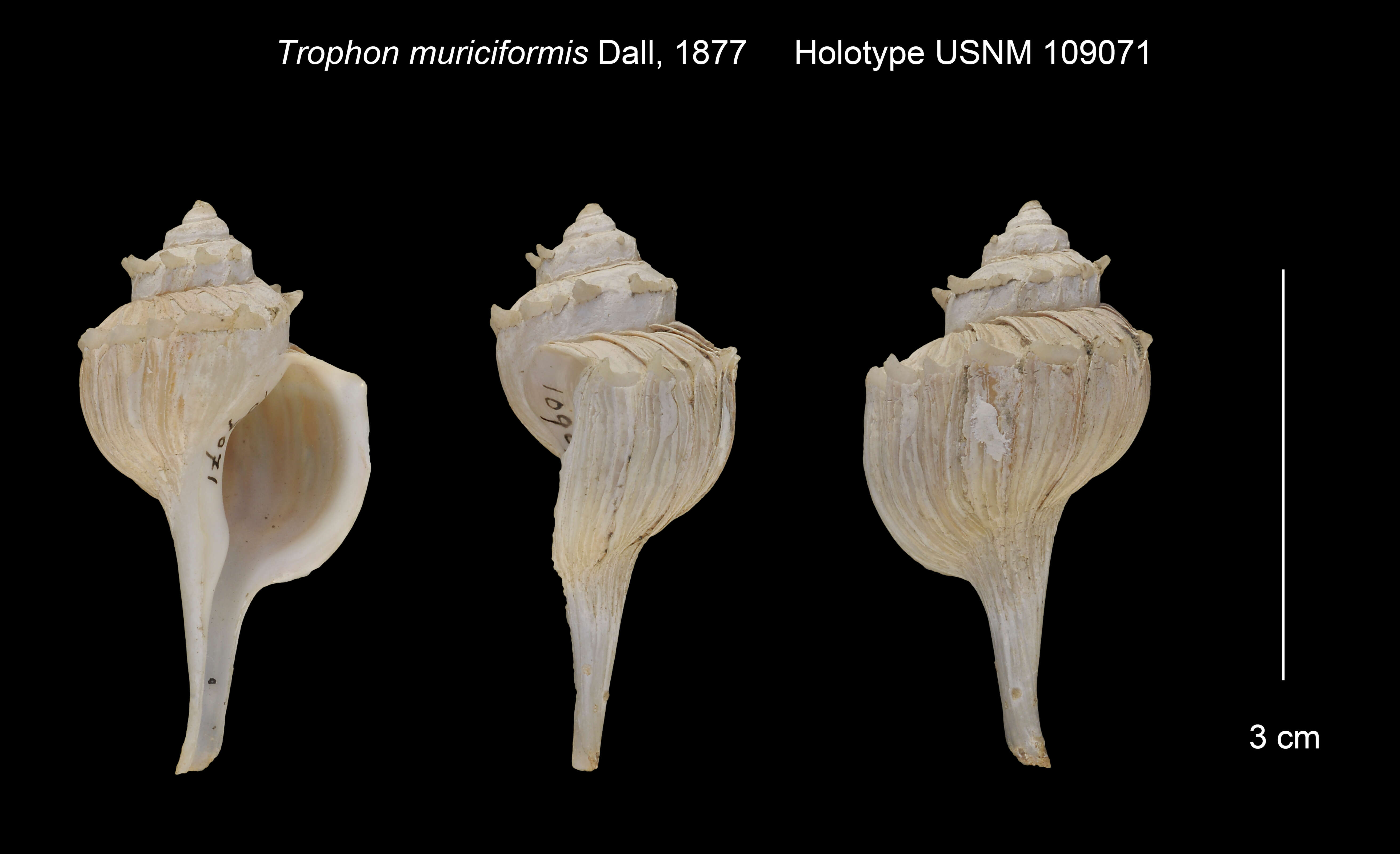 Image of Trophon muriciformis Dall 1887