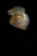 Image of Telodiacria Rampal 2019