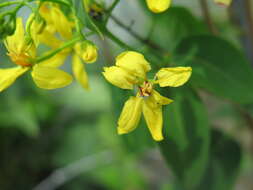 صورة Tristellateia australasiae A. Rich.