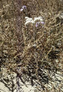 Image of annual buckwheat