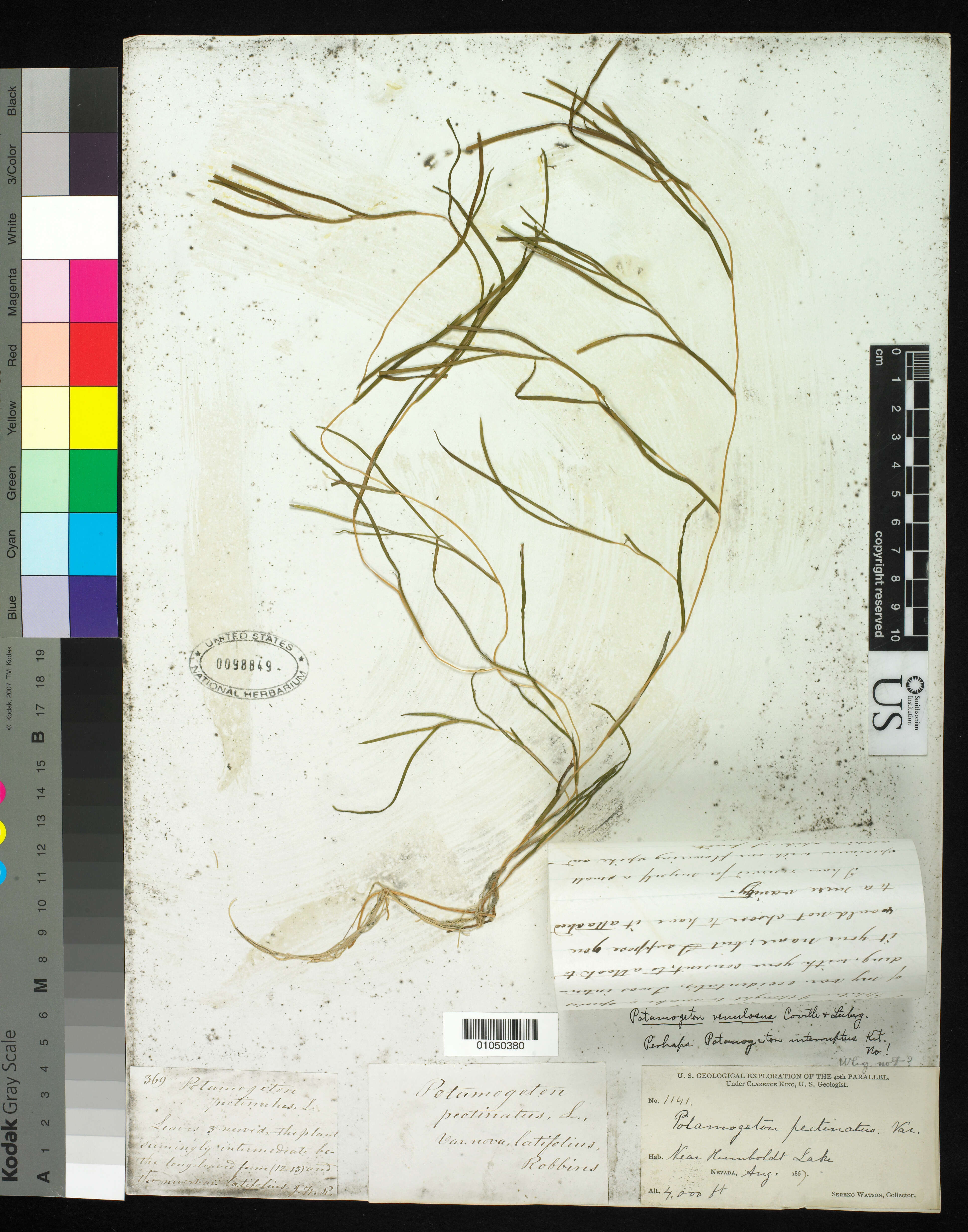 Image of Potamogeton pectinatus var. latifolius J. W. Robbins