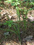 Image of dwarf violet iris