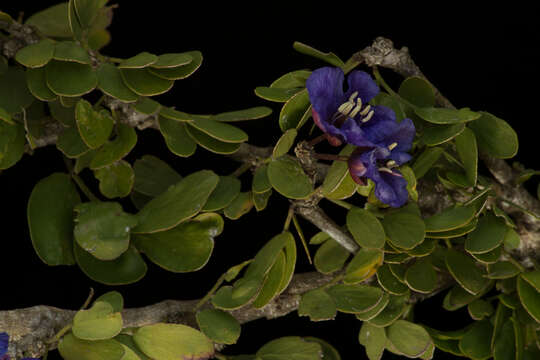 Image of Guaiacum coulteri A. Gray