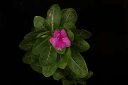 Image of Madagascar periwinkle