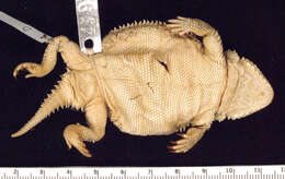 Image of Greater Short-horned Lizard