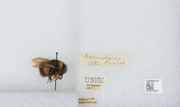 Image of Bombus haematurus Kriechbaumer 1870