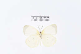 صورة Eurema albula (Cramer (1775))