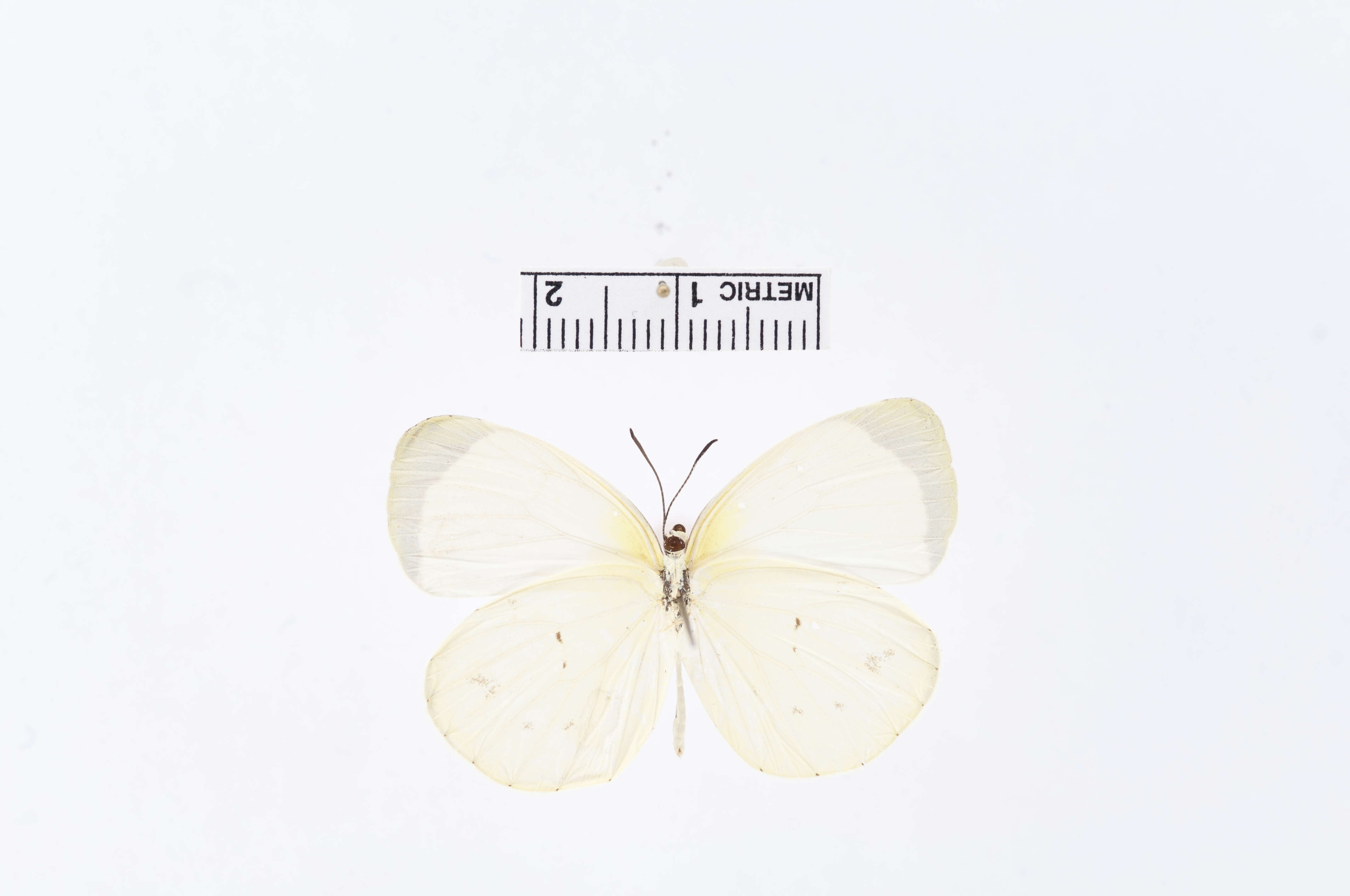 صورة Eurema albula (Cramer (1775))