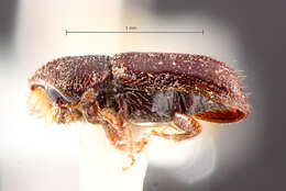 Image of Pityophthorus deleoni Bright 1976