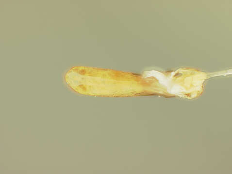 Image of Diphaulaca Chevrolat 1836