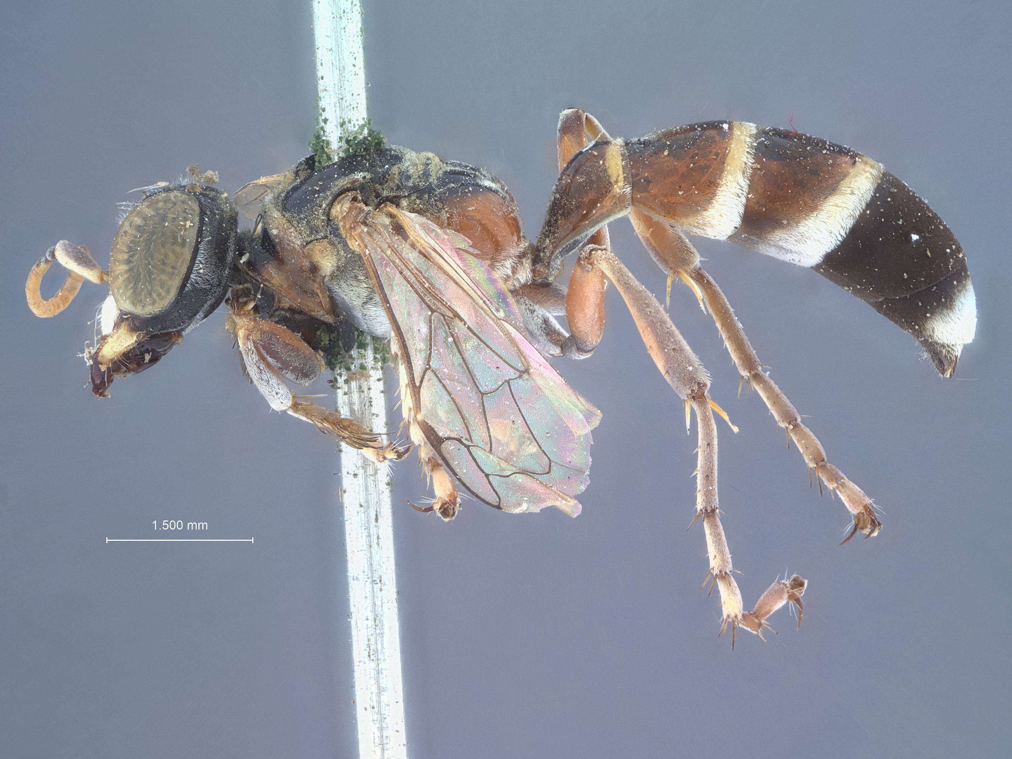 Image of Hapalomellinus Ashmead 1899