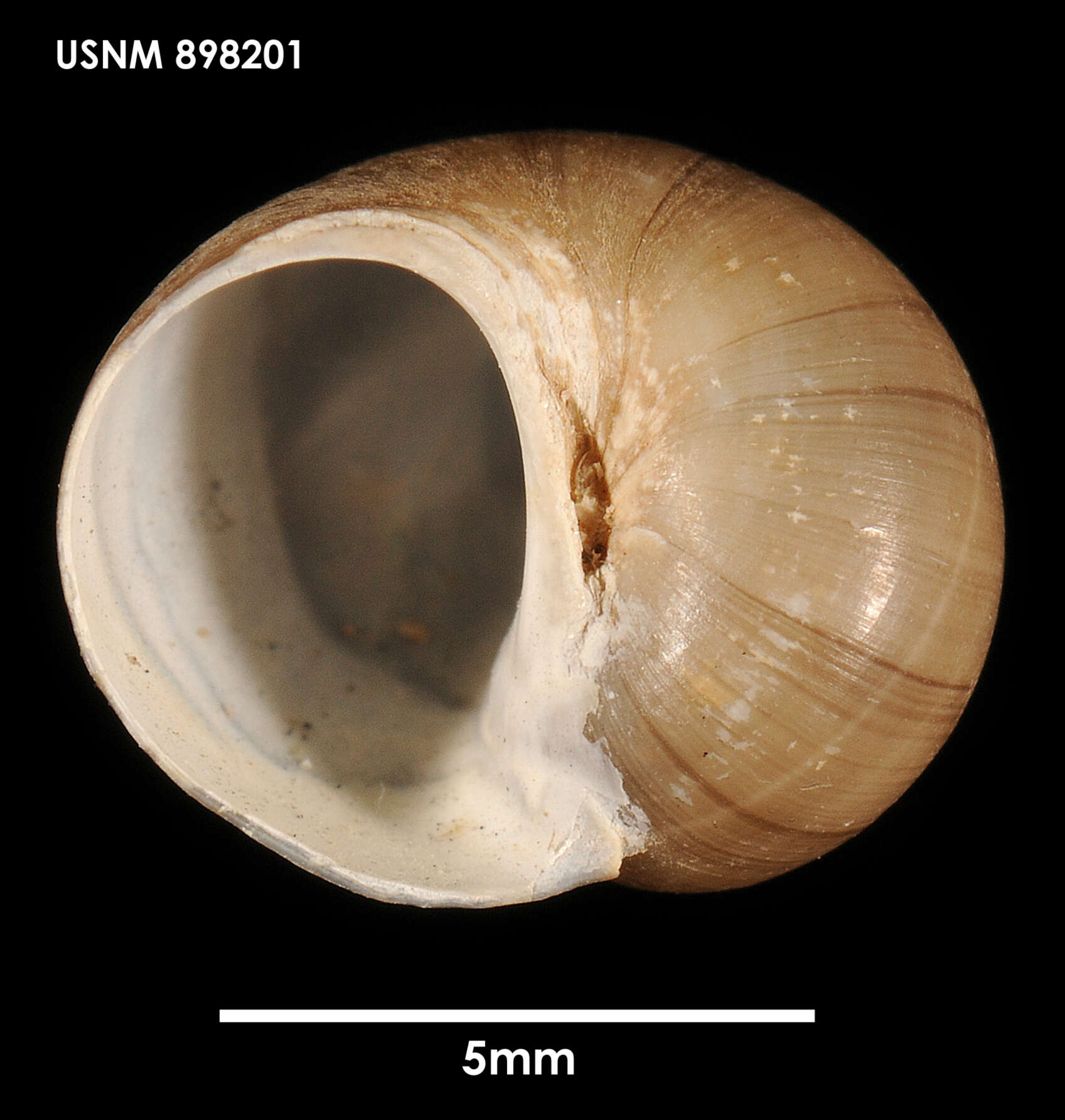 Image of Falsilunatia delicatula (E. A. Smith 1902)