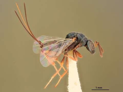 Image of Microdontomerus apianus Grissell 2005