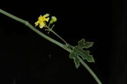 Ibervillea hypoleuca (Standl.) C. Jeffrey resmi