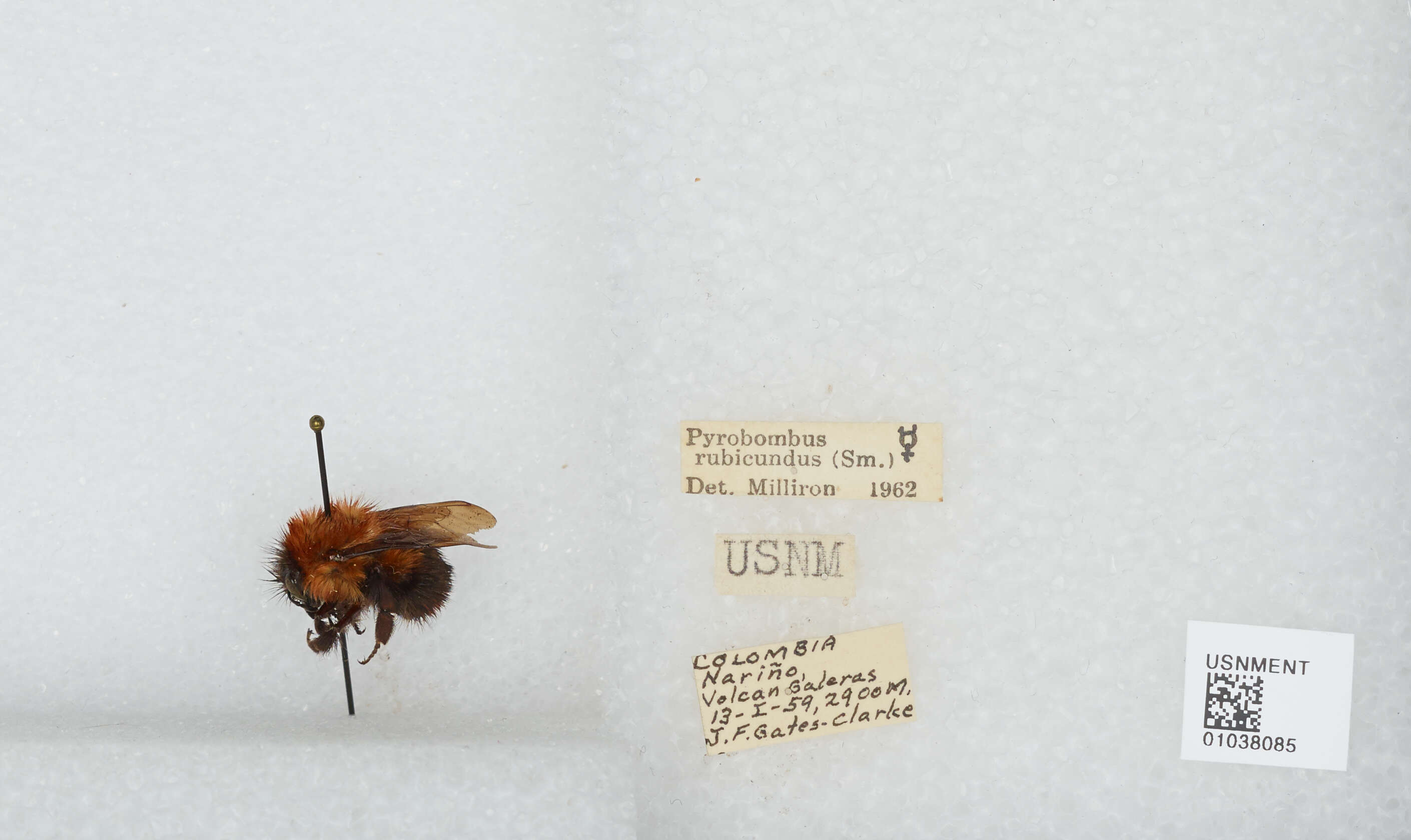 Sivun Bombus rubicundus Smith 1854 kuva