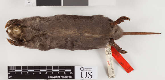 Image of Llano pocket gopher