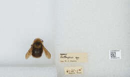 Image of Fernald's Cuckoo Bumble Bee