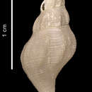 Probuccinum costatum Thiele 1912的圖片