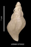 Image of Probuccinum costatum Thiele 1912