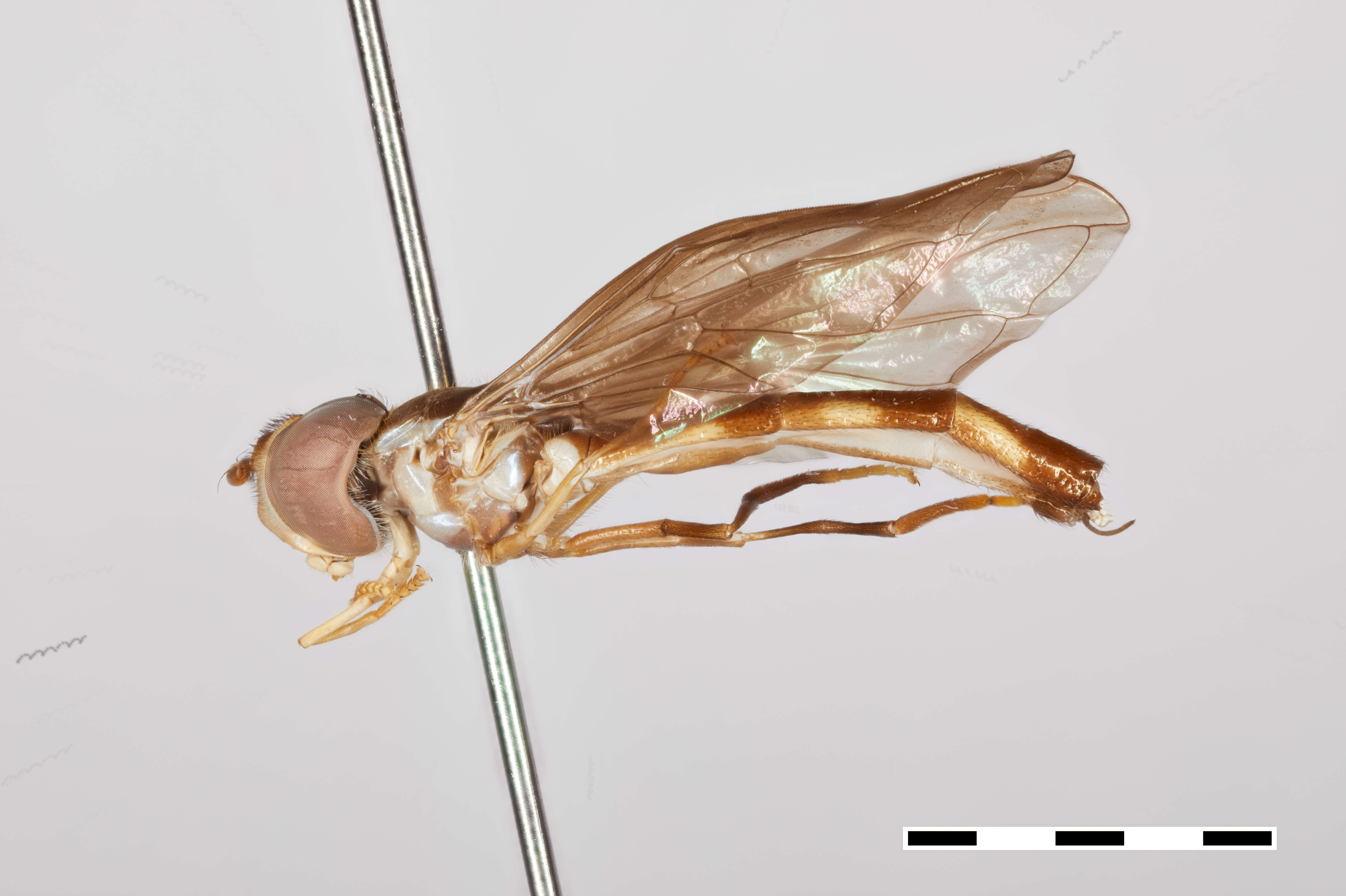 Sivun Ocyptamus myiophagus Thompson 2018 kuva
