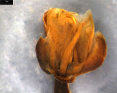 Imagem de Staphylea megaphylla (Tul.) Byng & Christenh.