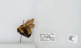 Слика од Bombus affinis Cresson 1864