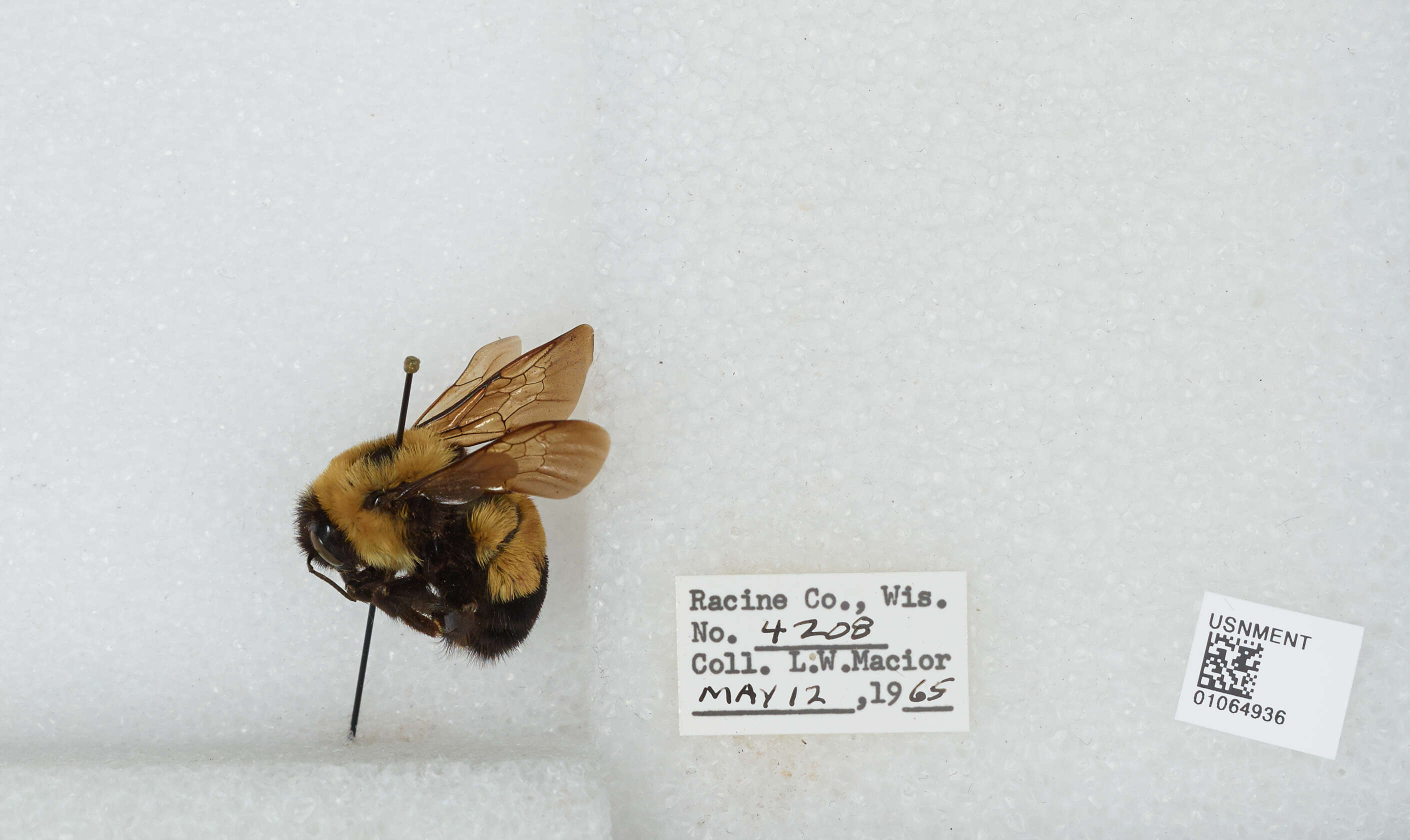 Слика од Bombus affinis Cresson 1864