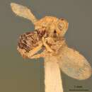 Image of Terobiella similis (Girault 1917)