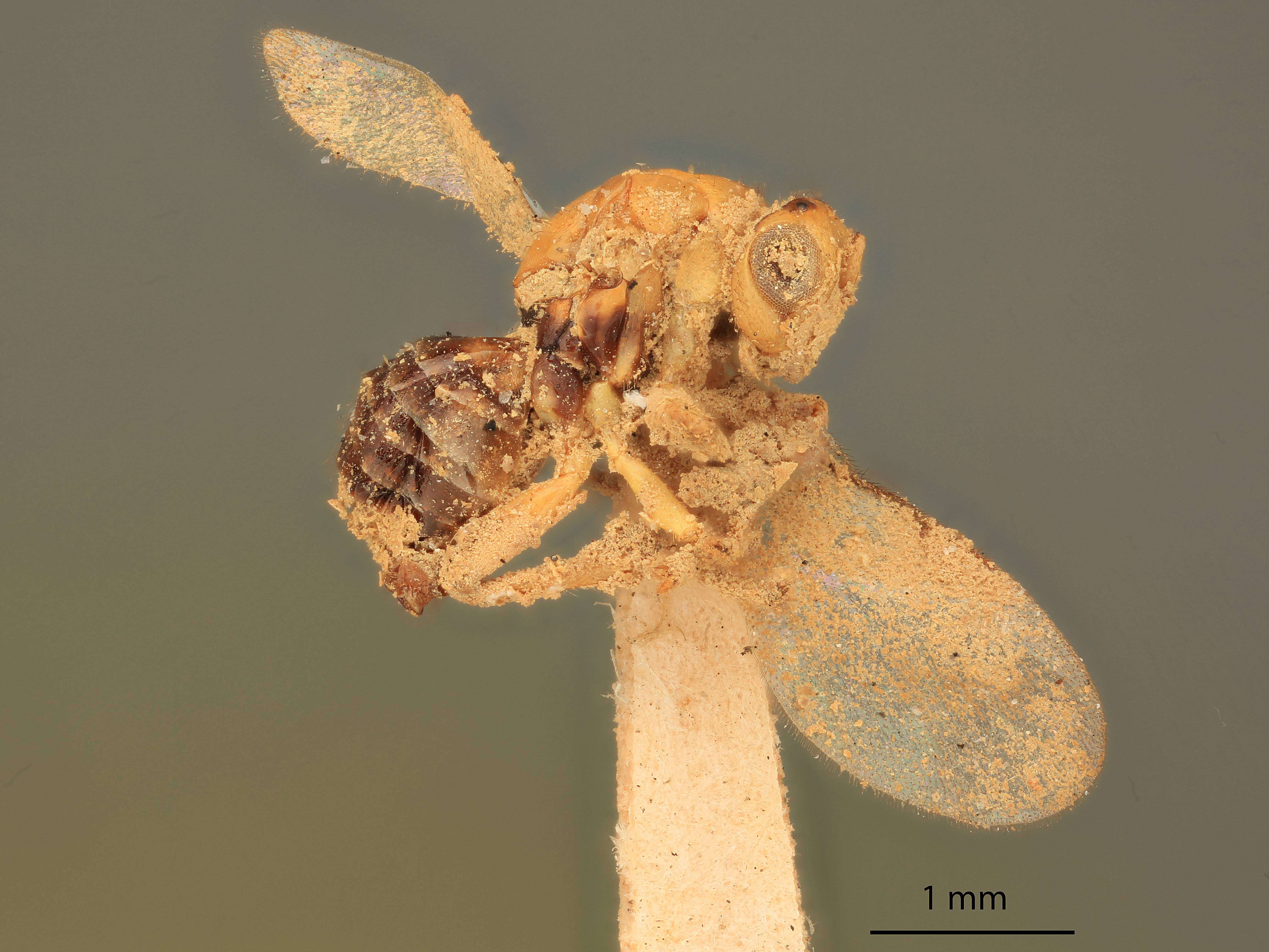 Image of Terobiella similis (Girault 1917)