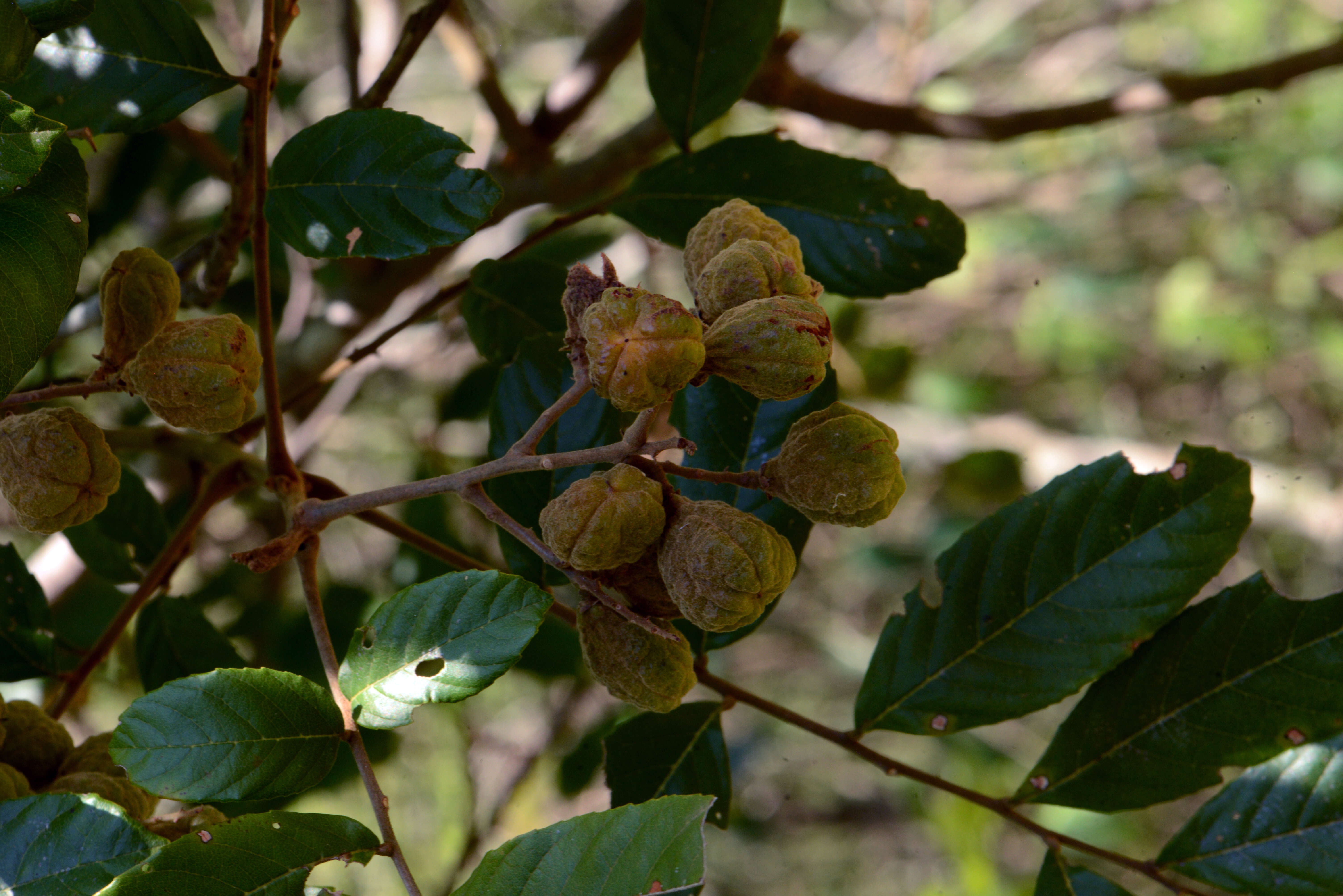 Image of Cupania vernalis Cambess.