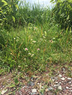 Image of eastern daisy fleabane